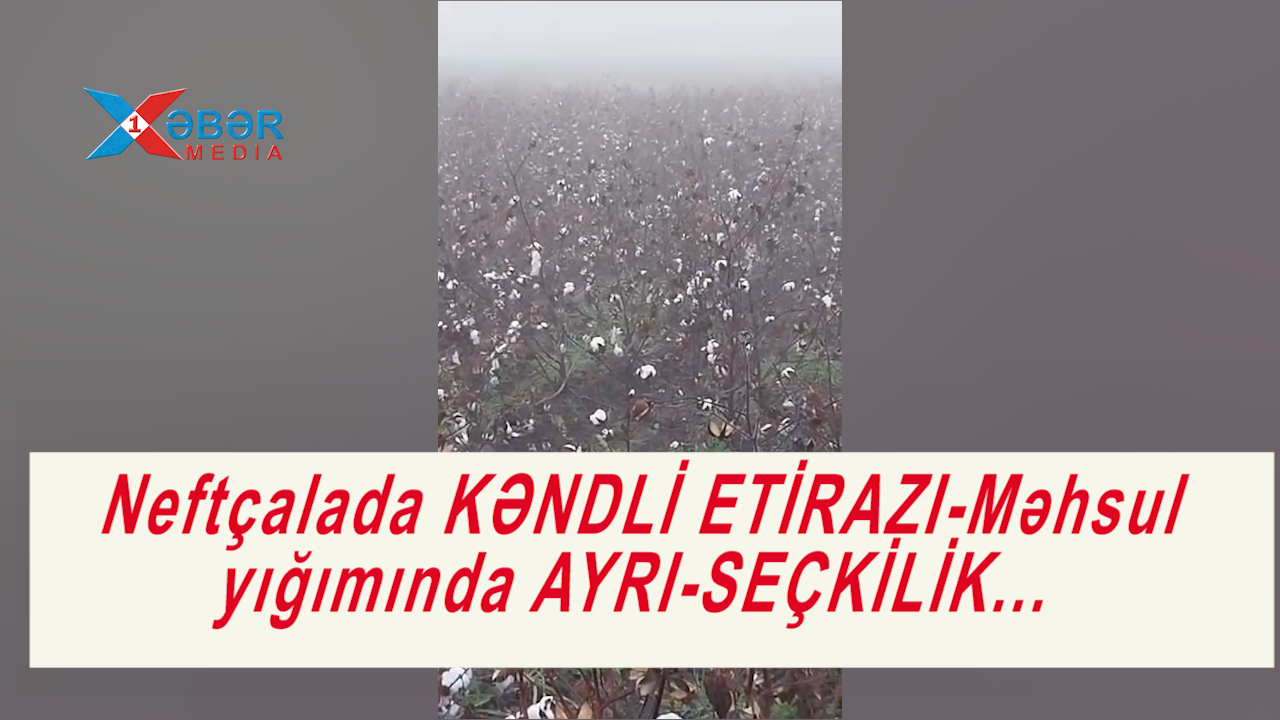 Kəndli məhsul yığımından şikayət edir-VİDEO