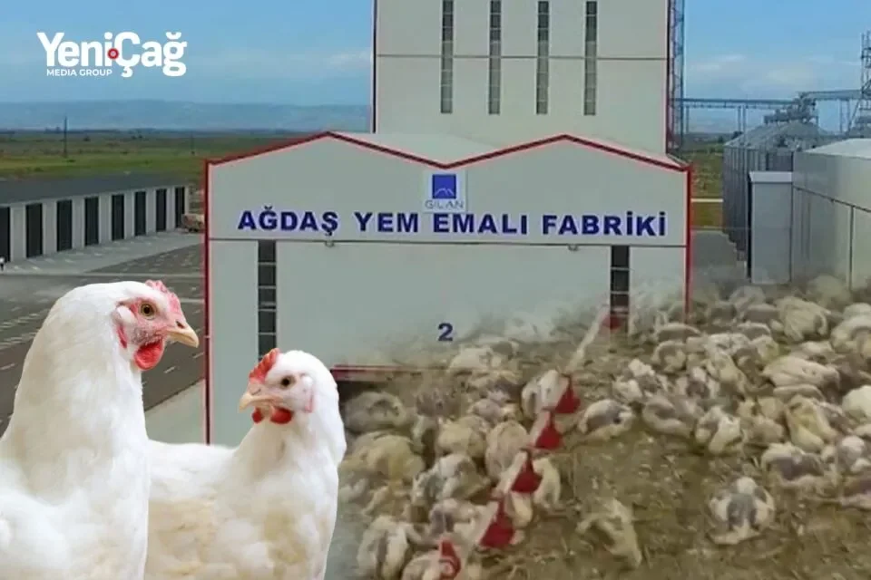 Siyəzəndə “zəhərli yem” FACİƏSİ: 100 minlik ziyan, saxta sənədlər, vergidən yayınma – AQTA məsuliyyəti niyə BOYNUNDAN ATIR?