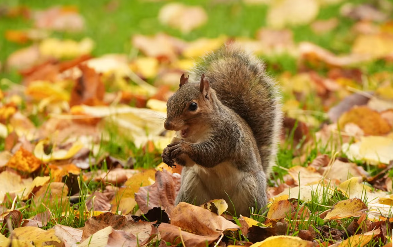 Noyabrın havası açıqlandı