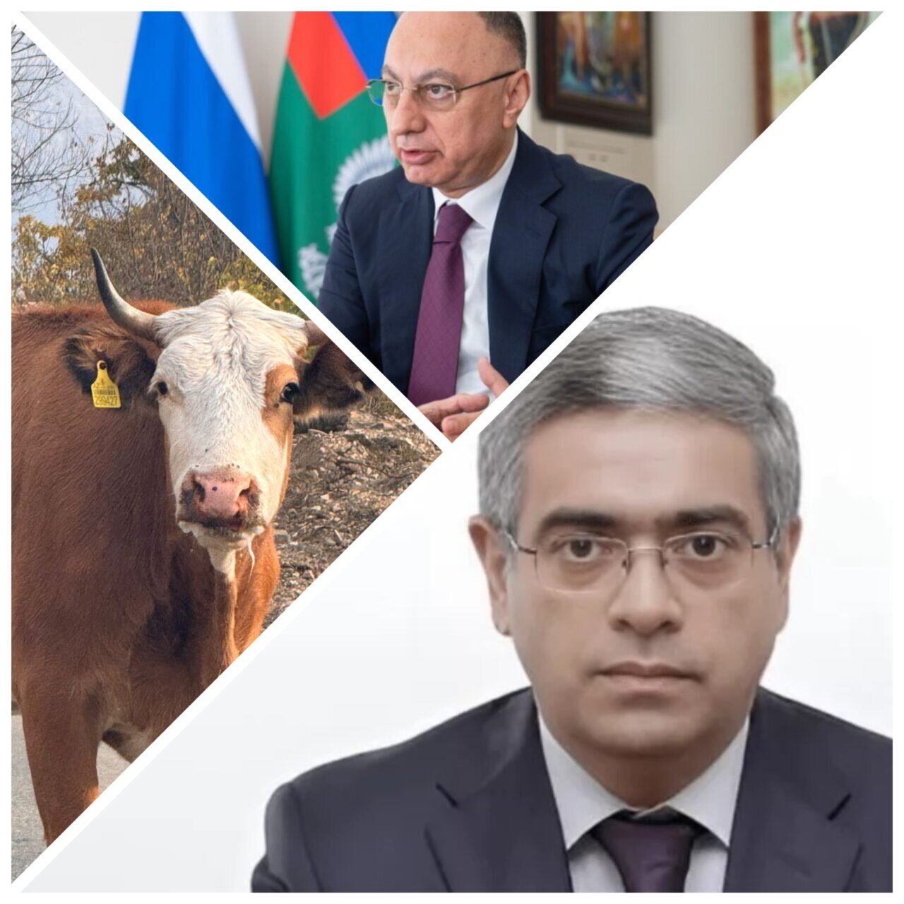 Dabaq xəstəliyi nazirliyin gətirdiyi heyvanlardan yayılıb