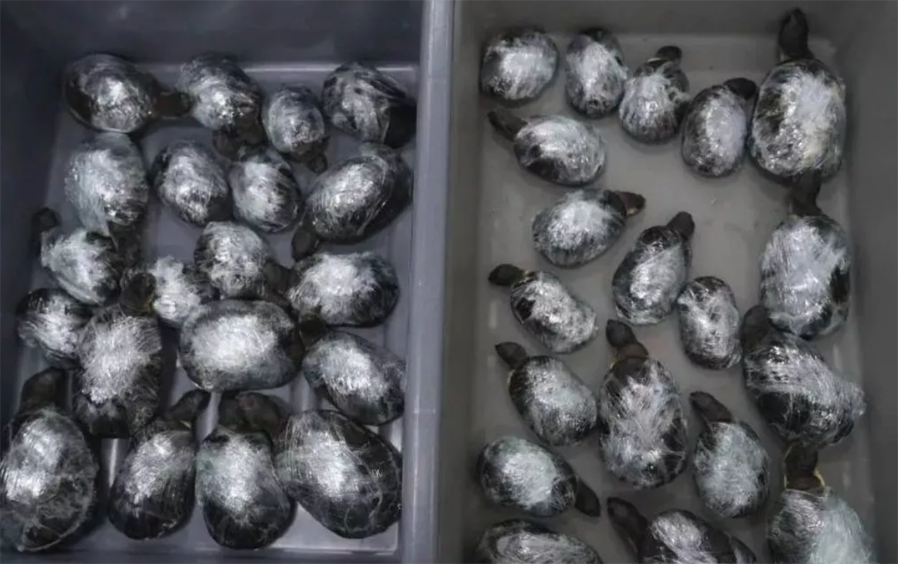 68 tısbağanı bu yolla sərhəddən keçirmək istədilər - Çində kuryoz hadisə