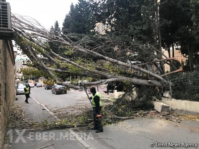 Ağac kəsilməsinə görə fəhlə 2 min manat cərimə edildi
