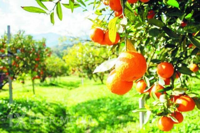 İrandan gələn portağallar rənglənir? – Rəsmi