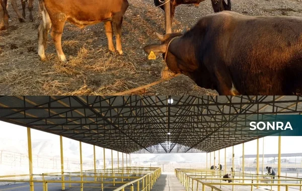 Şamaxı və Göyçayda heyvan satışı bazarları açılıb