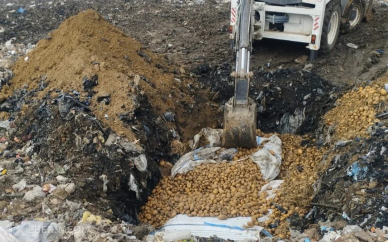 73 tondan çox toxumluq kartof məhv edilib - FOTOLAR