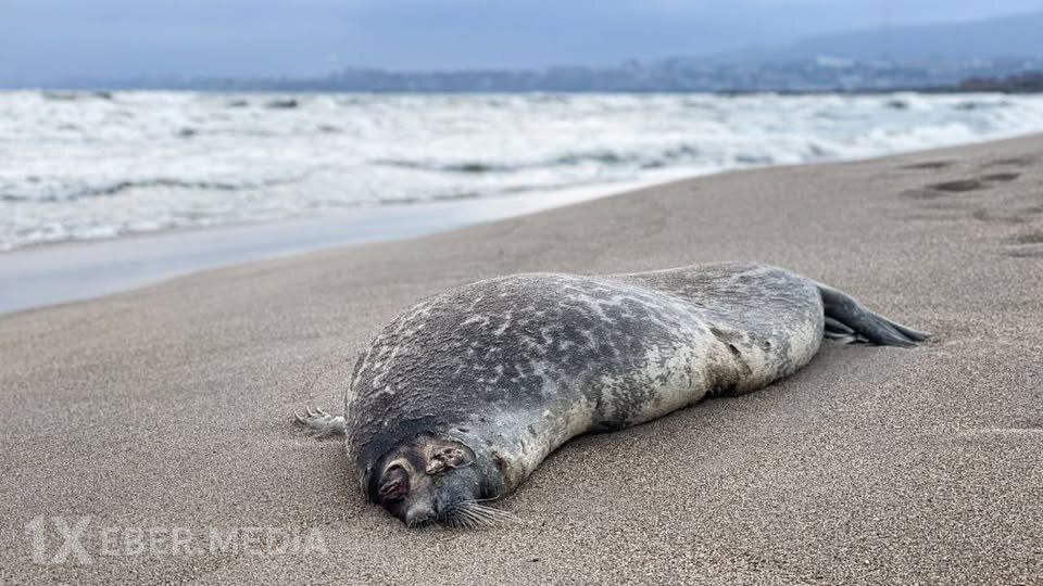 Xəzər dənizinin çirklənməsi səbəbindən  çimərliklərin 70%-i bağlanıb