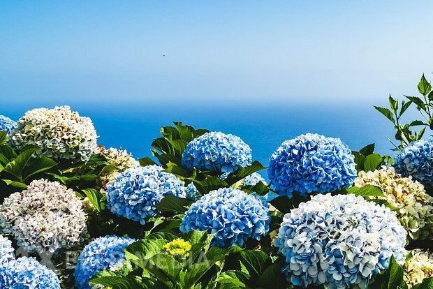 Kolumbiyadakı təbii fəlakət səbəbindən ruslar çiçəklərini itirəcəklər