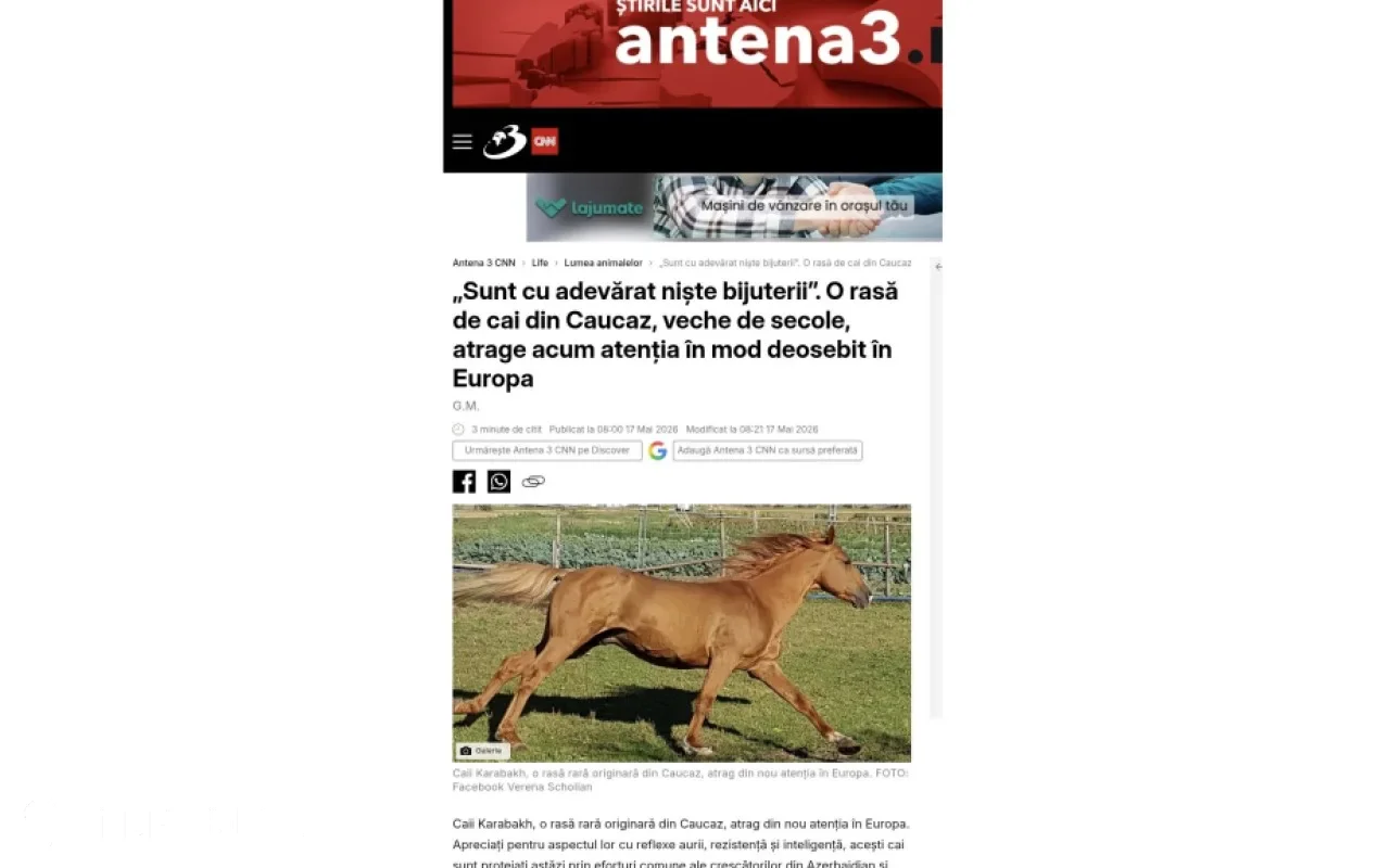 Qarabağ atları Avropada yenidən diqqət mərkəzində