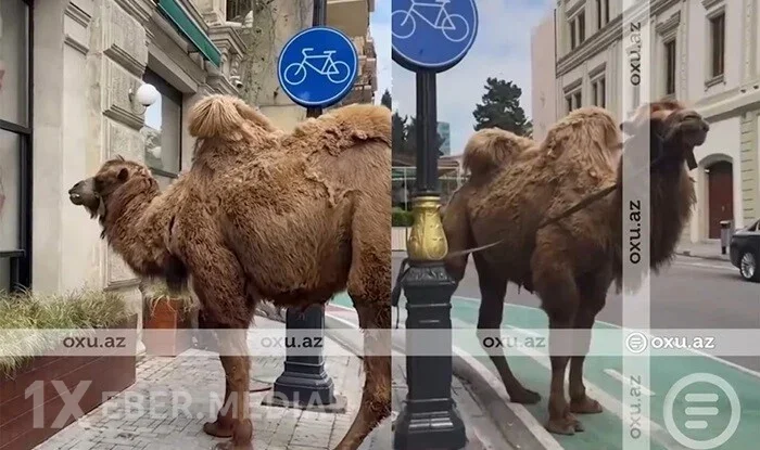 Bakıda dirəyə bağlanmış dəvənin sahibi tapıldı - Video