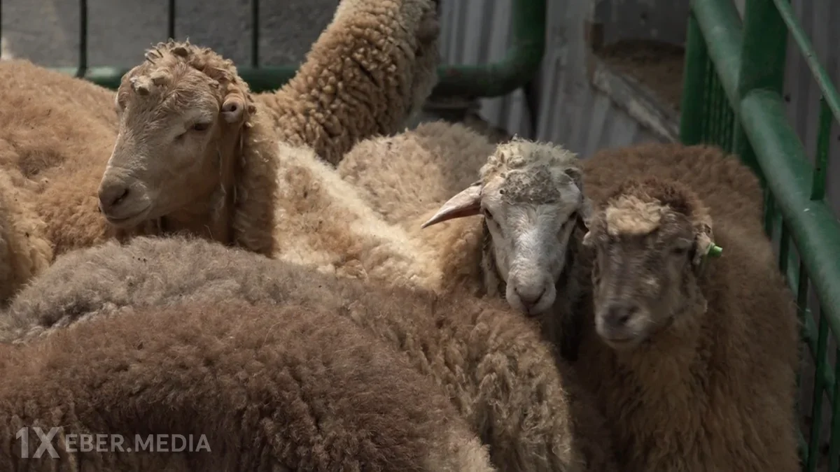 Qurban bayramı ilə bağlı hazırlıq işləri yekunlaşıb