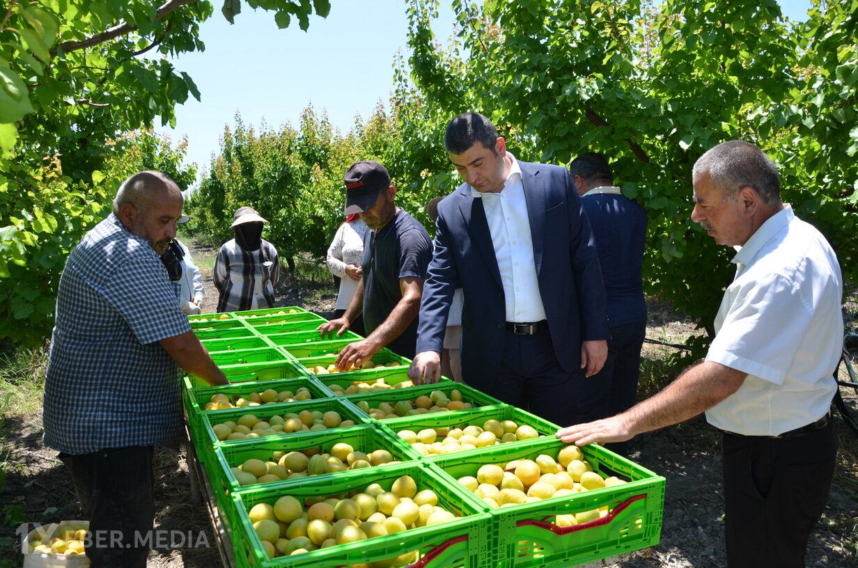 Elşən Həsənli Muradxan kəndində meyvə bağına baxış keçirib