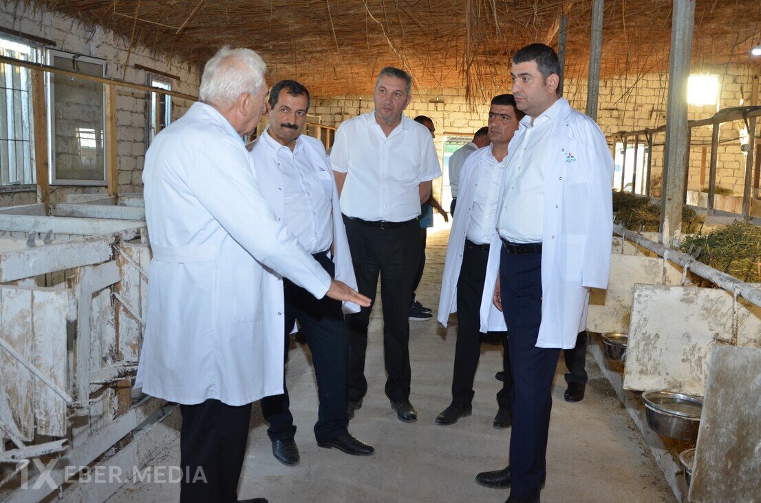 Elşən Həsənli heyvandarlıq kompleksində...