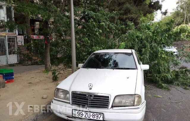 Bakıda külək 7 ağacı aşırdı