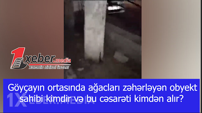 Göyçayın ortasında ağacları zəhərləyən obyekt sahibi kimdir və bu cəsarəti kimdən alır?-VİDEO