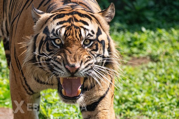 İndoneziyada nadir Sumatra pələngi bir həftə ərzində iki nəfərin ölümünə səbəb olubx