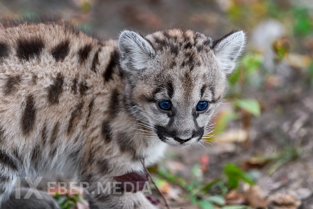 Novosibirsk zooparkında üç puma balası doğuldu