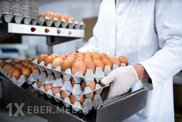 Britaniyada salmonella həyəcanı: Ukrayna yumurtaları araşdırılır