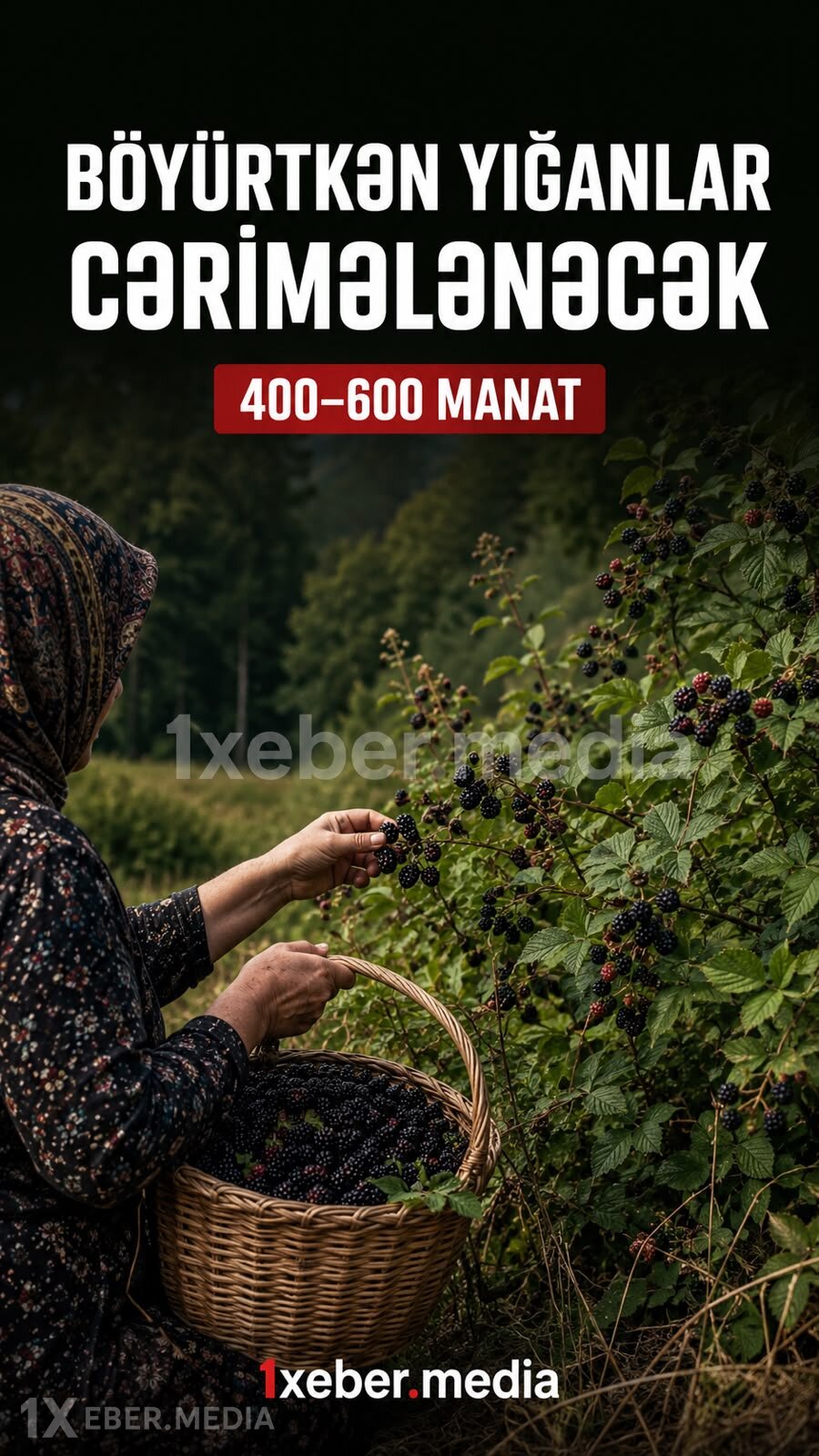 Böyürtkən yığanlar cərimələnəcək – Hüquqşünas məbləği açıqladı
