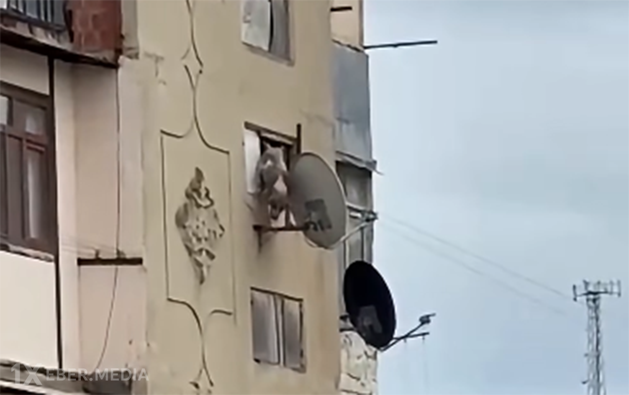 Bakıda iti pəncərədən atan şəxsə - 25 sutka verildi